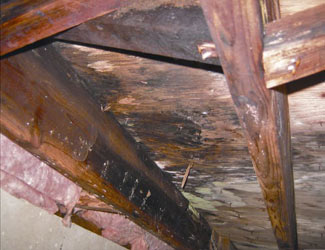 mold and rot in a Poughkeepsie crawl space