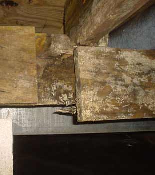 Extensive basement rot found in Rye by Expediant Environmental Solutions, LLC