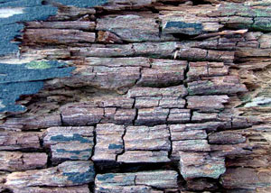 Dry rot damaging wood in Chappaqua