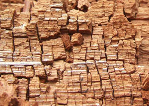 Wood severely damaged by dry rot damage in Katonah