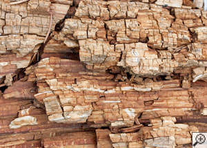 Dry rot damage on wood in Harrison