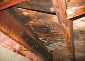 Extensive crawl space rot damage growing in Briarcliff Manor