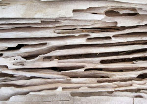 Carpenter ant tunnels and galleries in structural wood in a Briarcliff Manor home