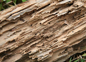 Termite-damaged wood showing rotting galleries outside of a Harrison home