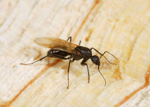 Closeup of a carpenter ant breeder in New Rochelle