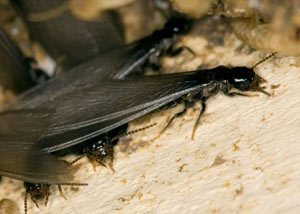 Closeup view of a termite new queen breeder in Monroe