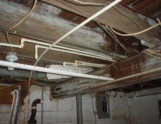 a humid basement overgrown with mold and rot in Spring Valley